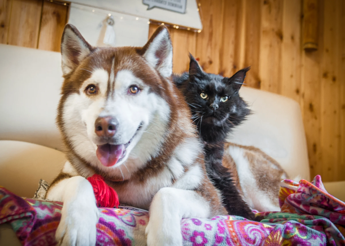 Кот Бегемот сдерживает Игоря, чтоб дома сидел))