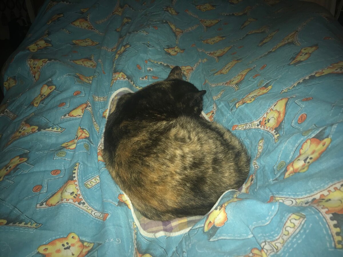 А это наша кошка со мной спит.