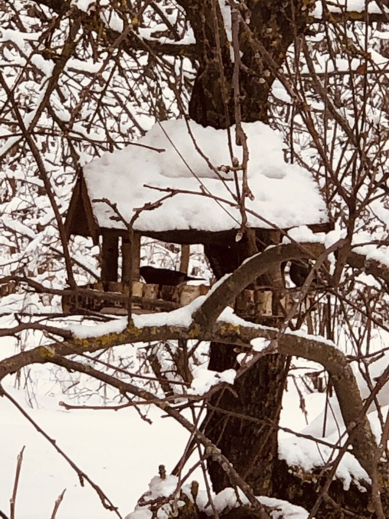 Птичья кормушка зимой. Фото автора.