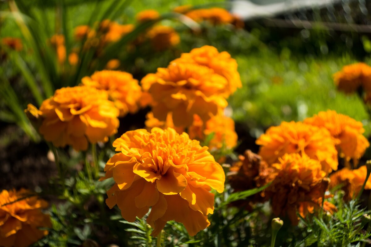 Изображение Alexei Chizhov с сайта Pixabay 