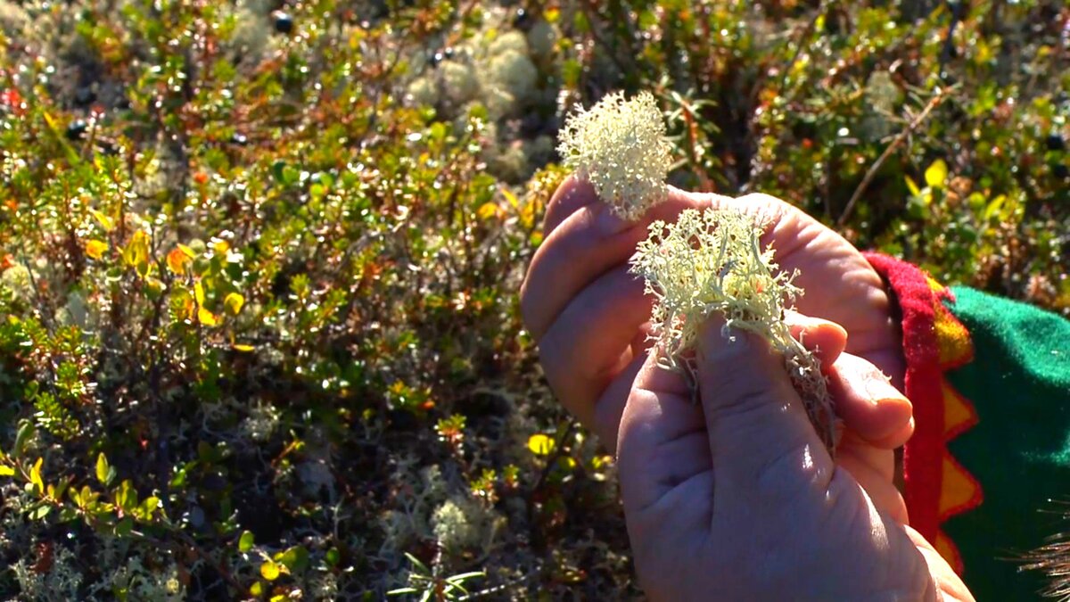 Олений мох - ягель