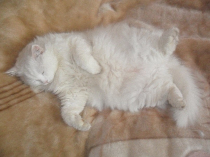 А ведь Стешка только что лежал в абсолютно удивительной позе! Так хотела поймать кадр - но не смогла, не успела...  