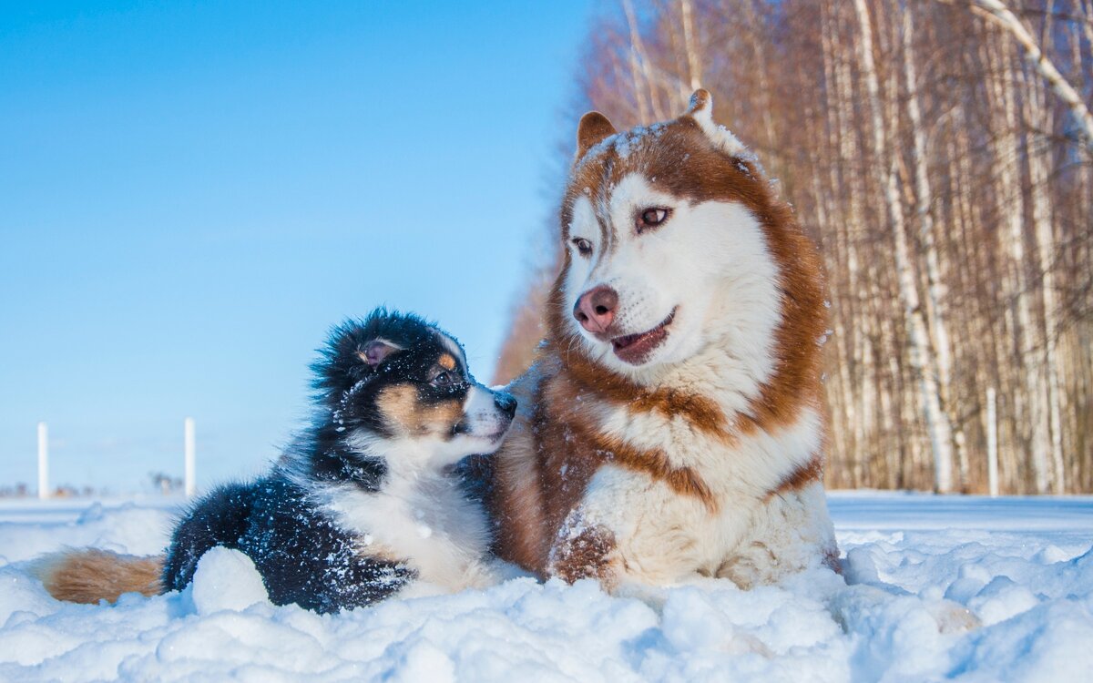 Cuanto cuesta un husky en españa