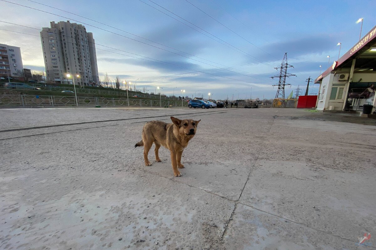 В промзоне нашли заброшенный экскаватор и два крана. Рассказываю, почему они больше никому не нужны