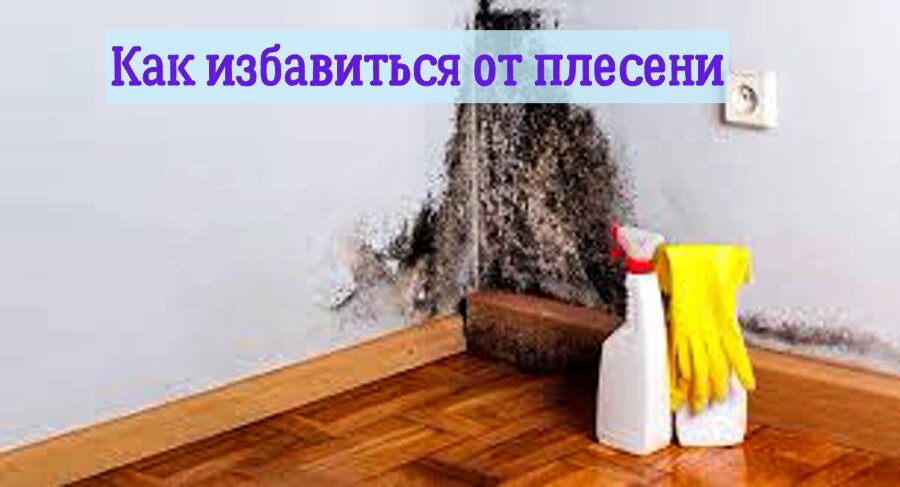 Как избавиться от плесени