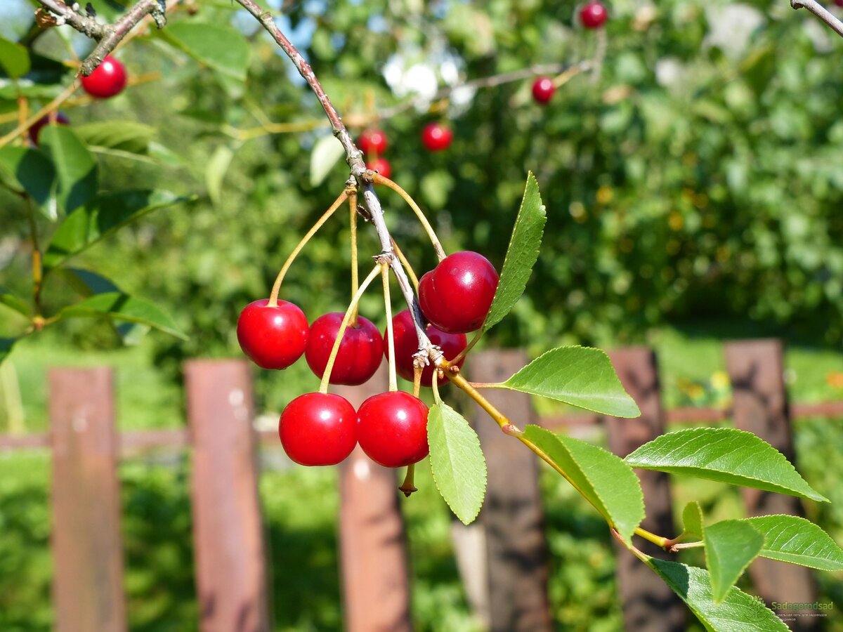 Вишня. Источник фото: sadogorodsad.ru