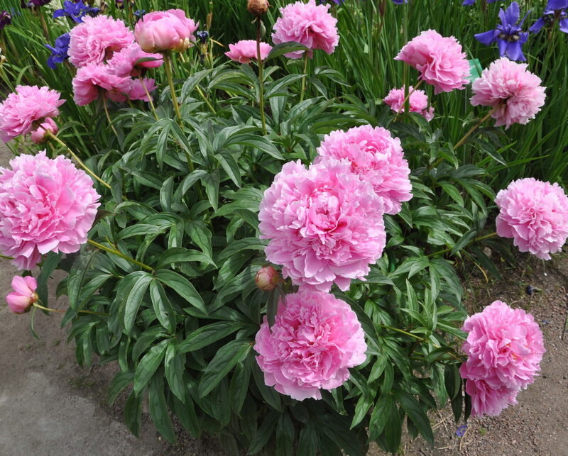 Весенний уход за пионами