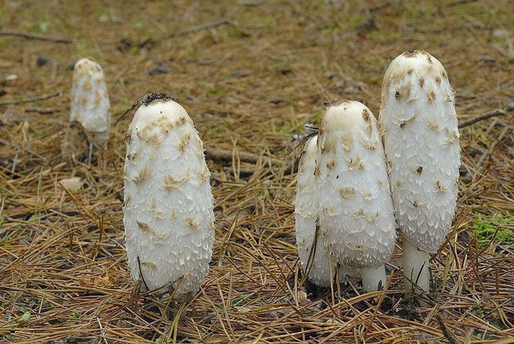 Навозник белый.