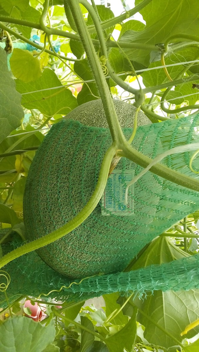 Сетка для дыни, спички для фото)))