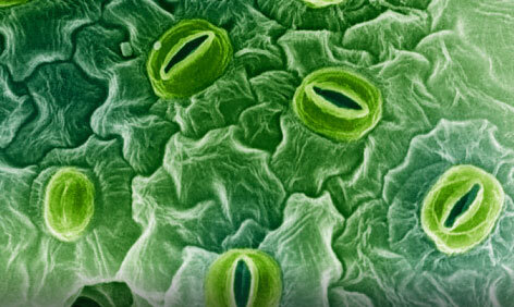 Крупный план устиц листа растения  - орган через которой растение получает воздушное питание - 80 %.