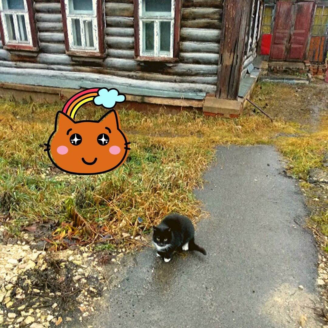 местный пушистый нос