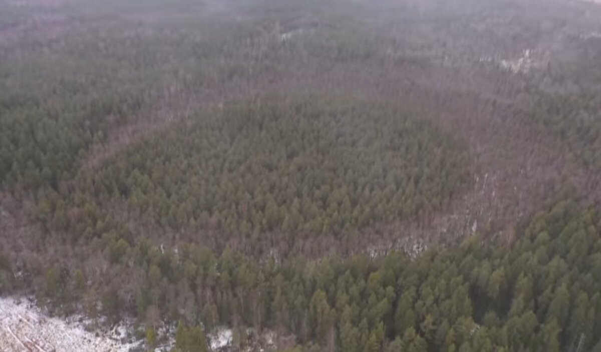 Лесной круг