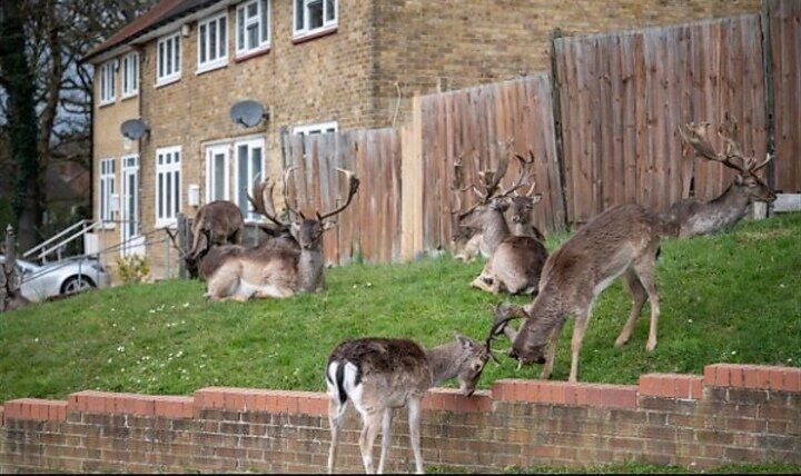 Лондон, Великобритания 
Лондон – крупный город, столица Великобритании, а также финансовый и экономический центр не только страны, но и мира. Однако на фоне карантина дикая природа добралась и сюда. Так, на востоке города появилась стая оленей. Они мирно расположились в одном из жилых районов города.