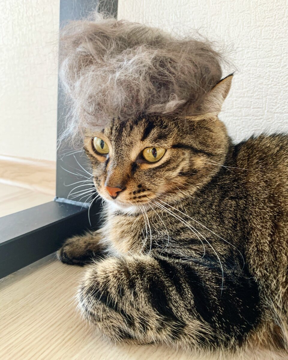 На кого похож? 