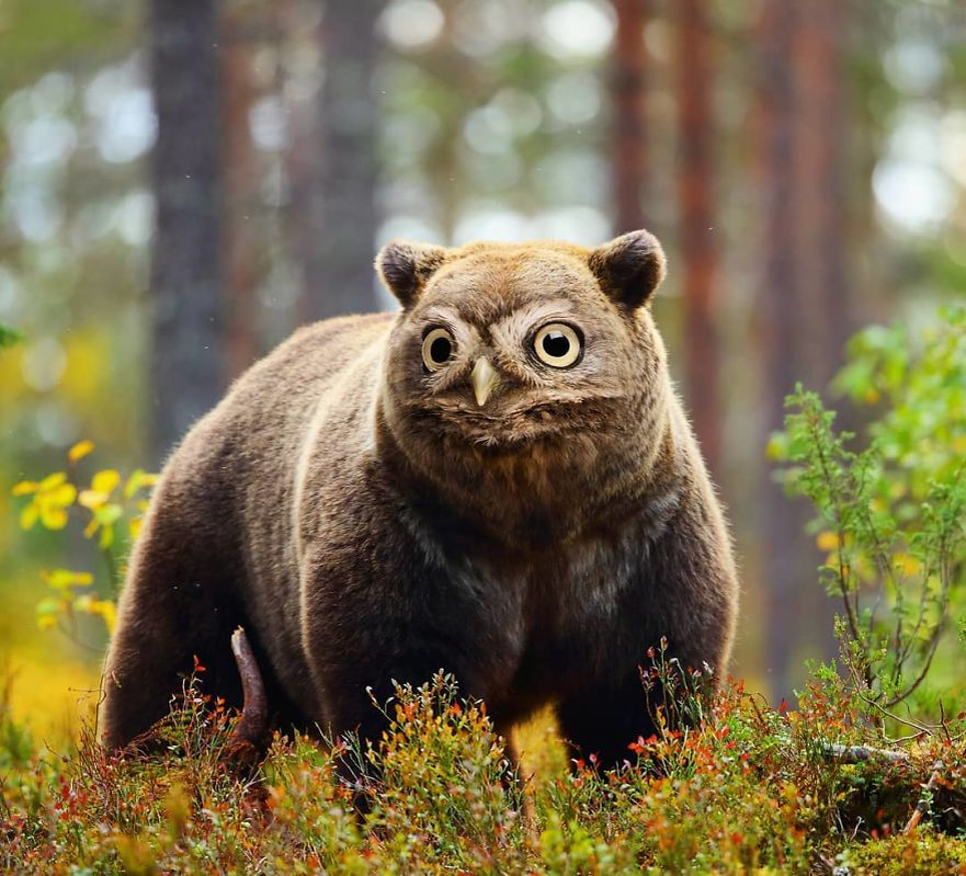 Новый тип животных