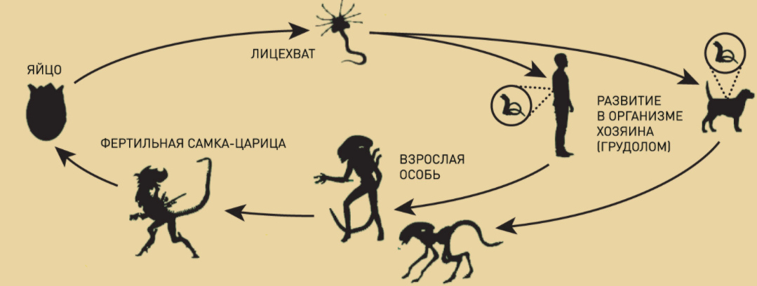 Что такое метаморфоза духа. Жизненный цикл чужих. Этапы развития чужого. Цикл развития чужого. Чужой стадии развития.