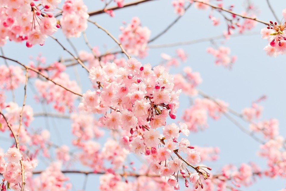 https://cdn.pixabay.com/photo/2016/02/27/06/43/cherry-tree-1225186_960_720.jpg