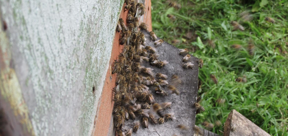 Обогрев пчелиных ульев весной. Технология обогрева ульев