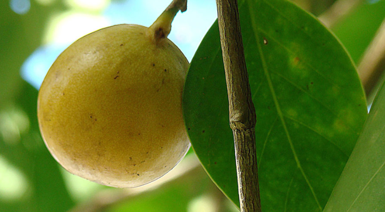 Manchineel (Hippomane mancinella) , или смертельная яблоня ("Manzana de Muerte"), является очень ядовитым видом, встречающимся в Карибском море и северных тропиках. 