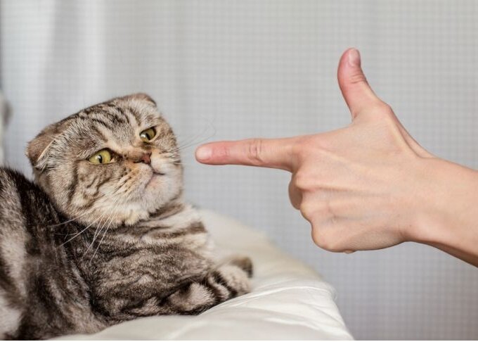 Что выбираете вы: кот - метит и орет или он чист, здоров и спокоен?