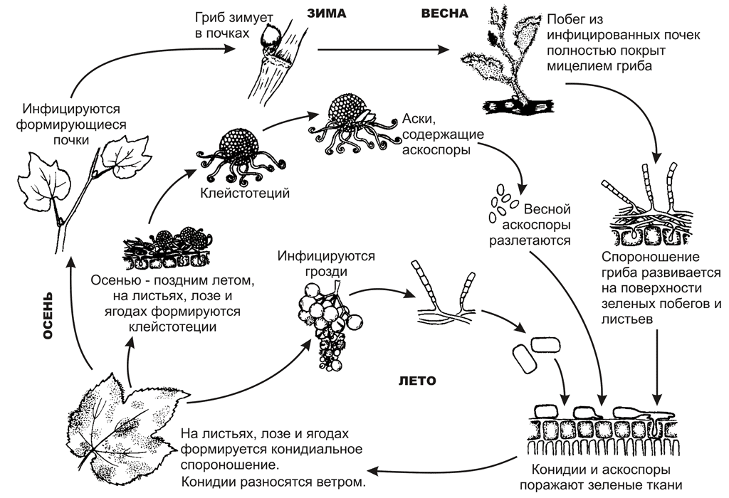 Жизненный цикл грибов схема