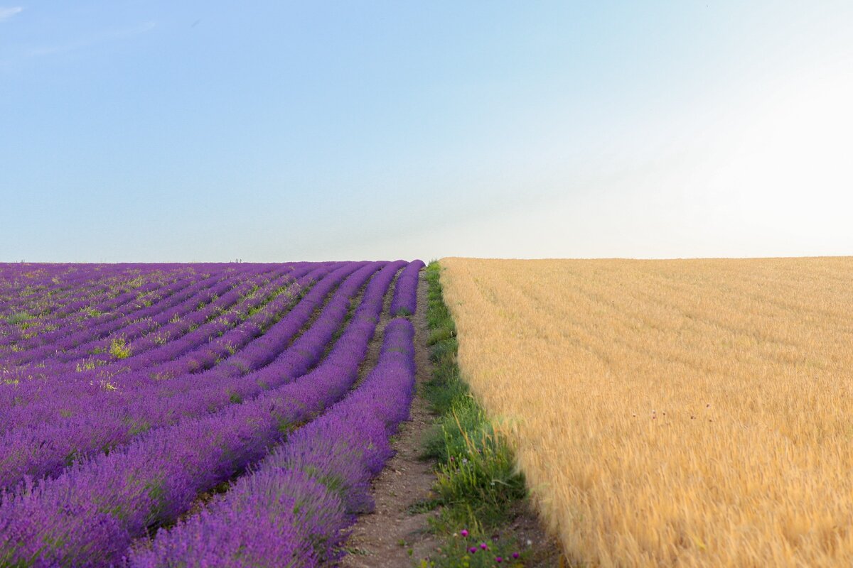 Крым лавандовые поля фото