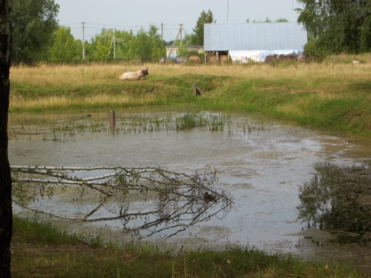 Живая корова. А Вы давно воочию видели корову?