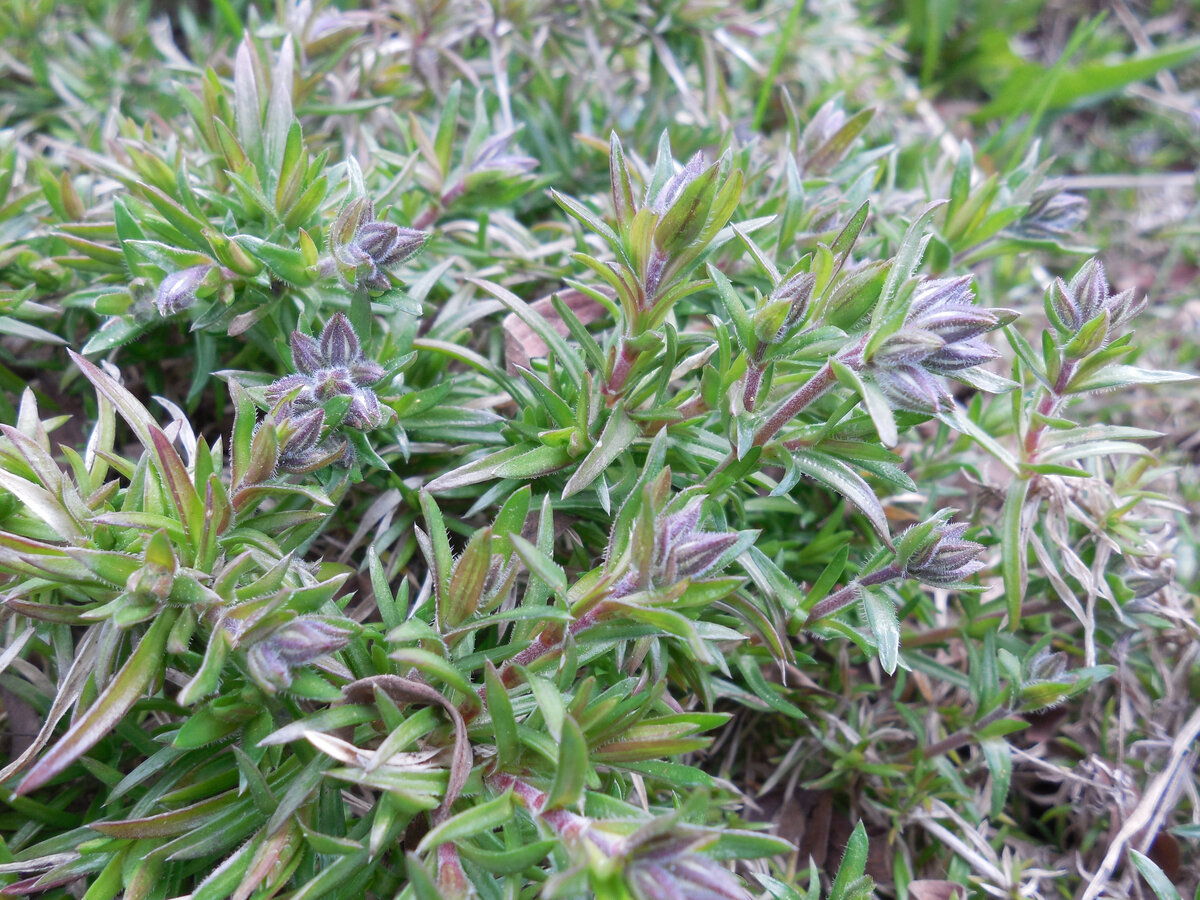 Флокс шиловидный. Цветки пока в бутонах, зато хорошо видны листочки