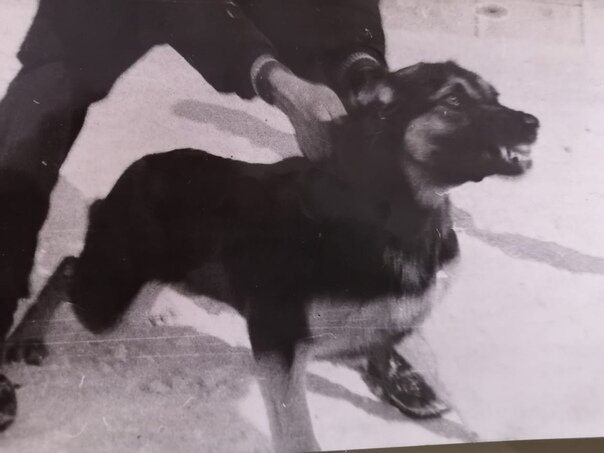 Злобная Аза становилась «щенком» перед Гердой. https://vk.com/tanahmat