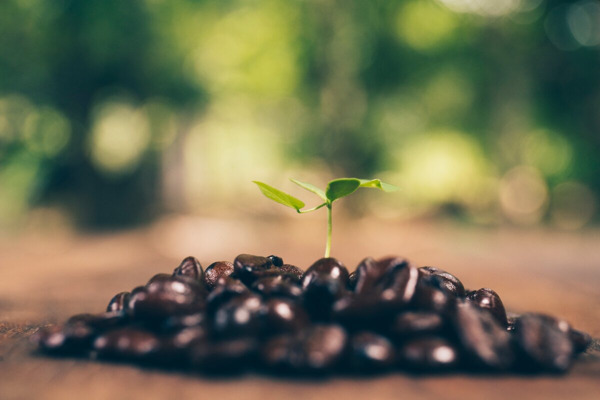 кофе арабика мини (Coffea Arabica Mini)