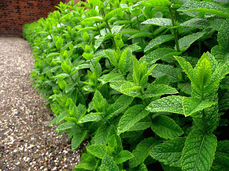 Мята перечная (Mentha piperita)
