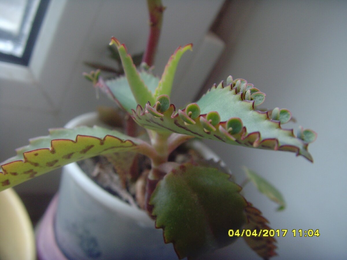 каланхоэ Дегремона