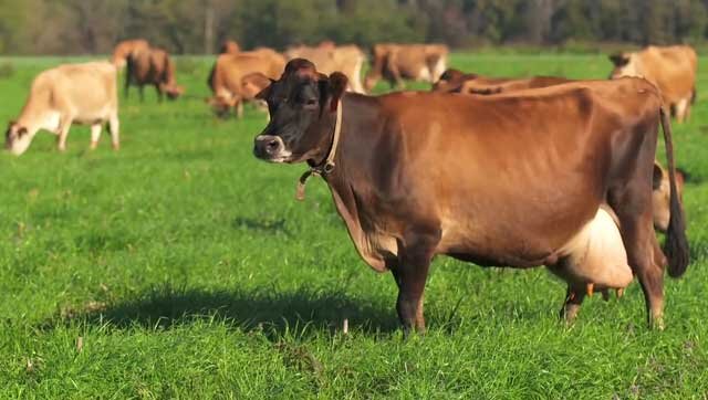 Пастбищное содержание коров: технология и оптимальные условия