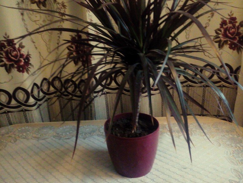 Драцена в моем доме