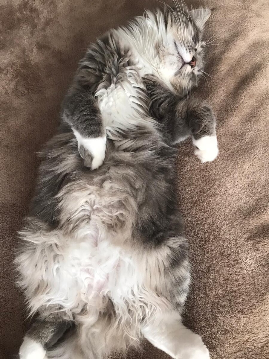 Сразу успокоим всех владельцев кошек: пушистые питомцы совершенно не страдают от отсутствия хозяев дома. Они легко переносят одиночество в течение всего дня. Более того, кошки не чувствуют себя «покинутыми», потому что воспринимают пустую квартиру как свои собственные владения. Такой настрой резко отличается от поведения собак, которые сильно тоскуют по хозяину и даже иногда отказываются от еды при долгой разлуке.