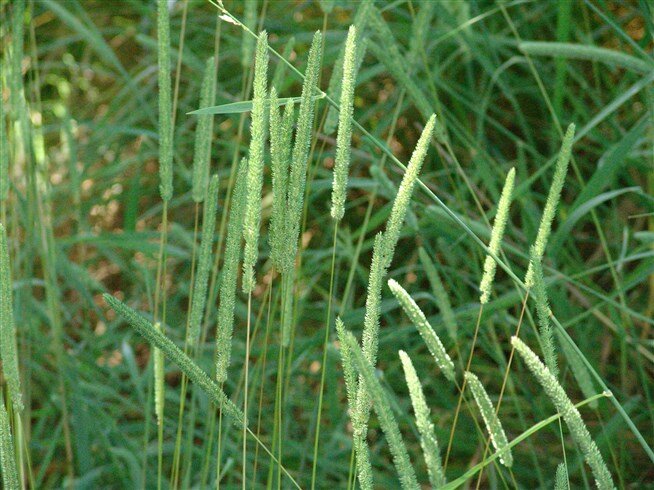 Тимофеевка