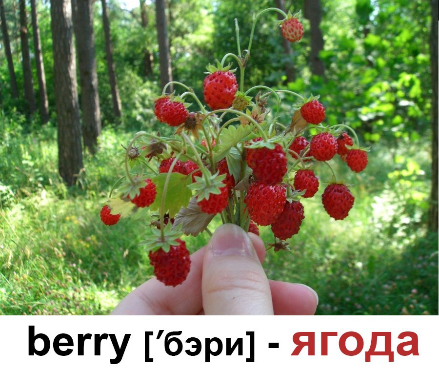 berry ['berɪ]  - ягода 