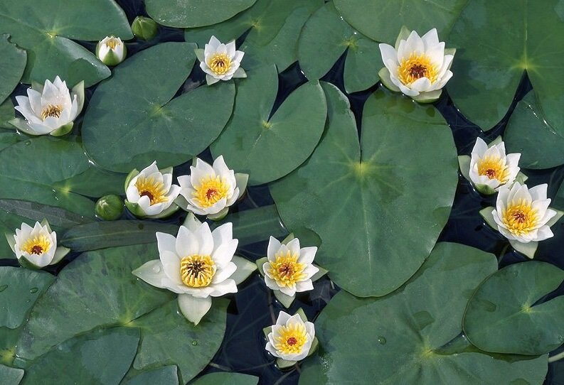 Водяная лилия 8. Nymphaea Tetragona. Кувшинка Tetragona ‘Alexander’. Кувшинка четырёхгранная. Кувшинка четырехгранная (Nymphaea Tetragona).