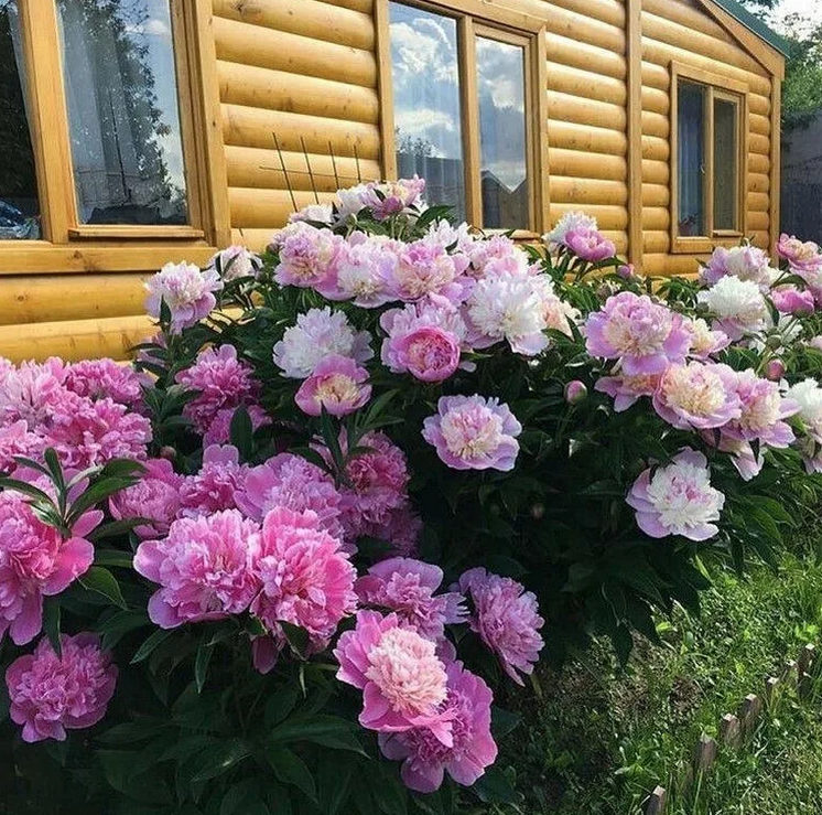 Пионы - самые неприхотливые и красивые цветы!