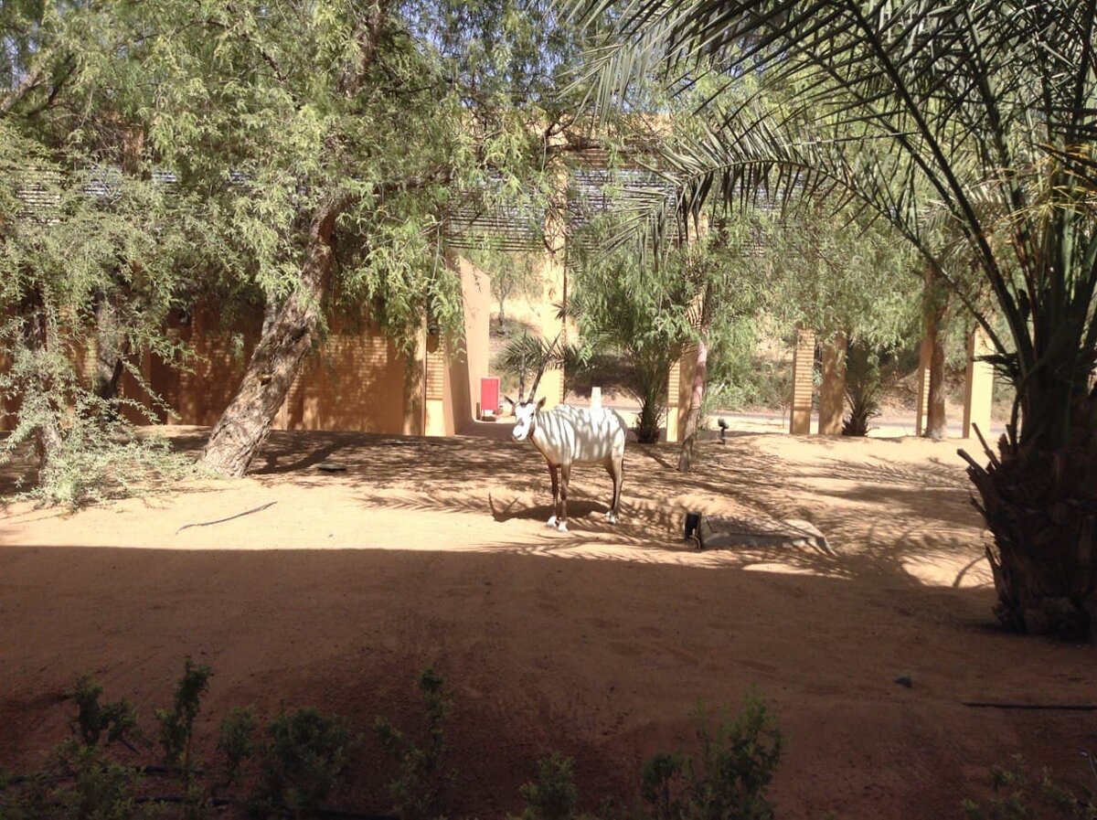 Ritz-Carlton Al Wadi - ориксы свободно разгуливают по территории, но приближаться к ним запрещено, так как они дикие