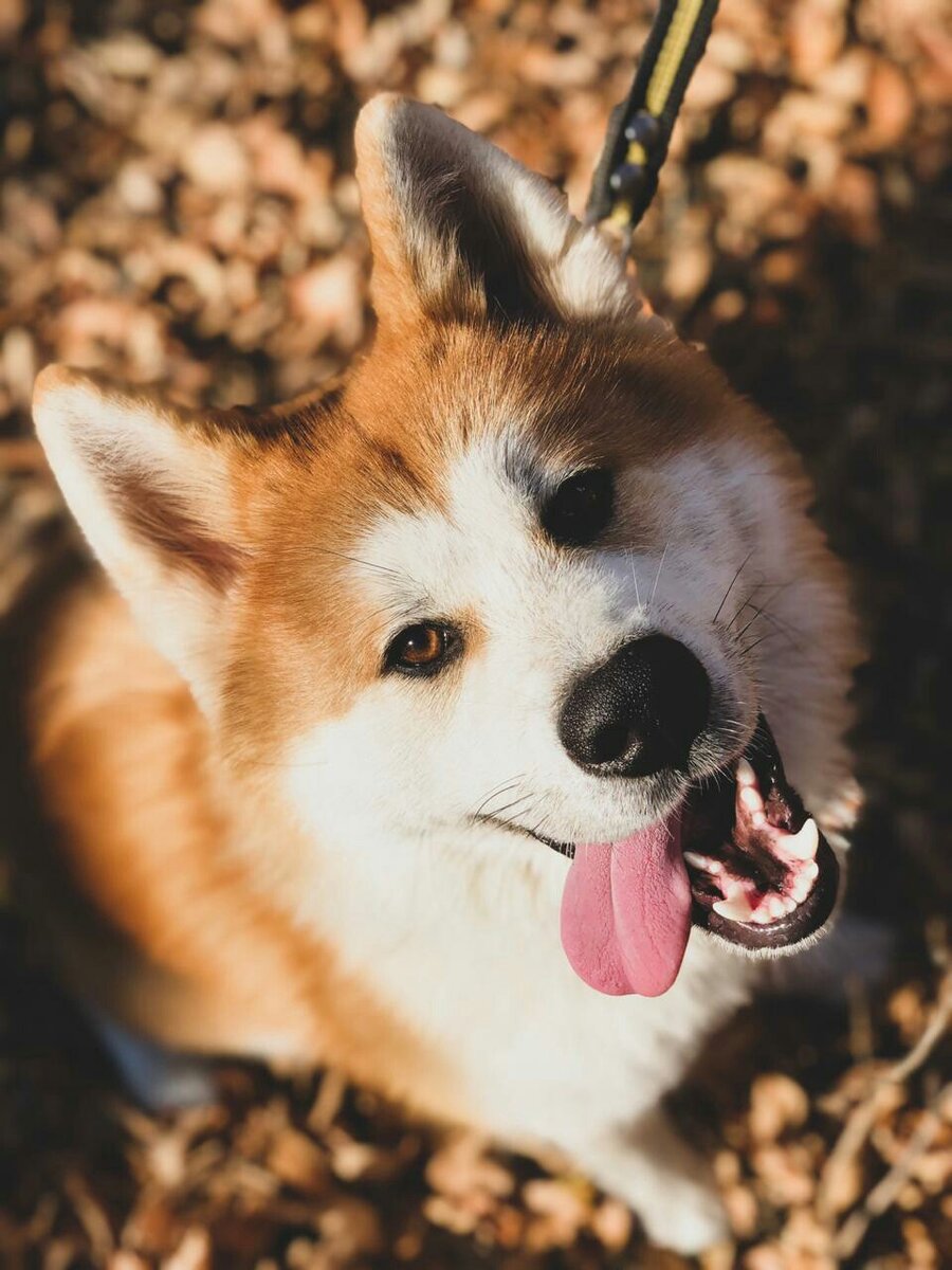 Неотразимый  Рейкан