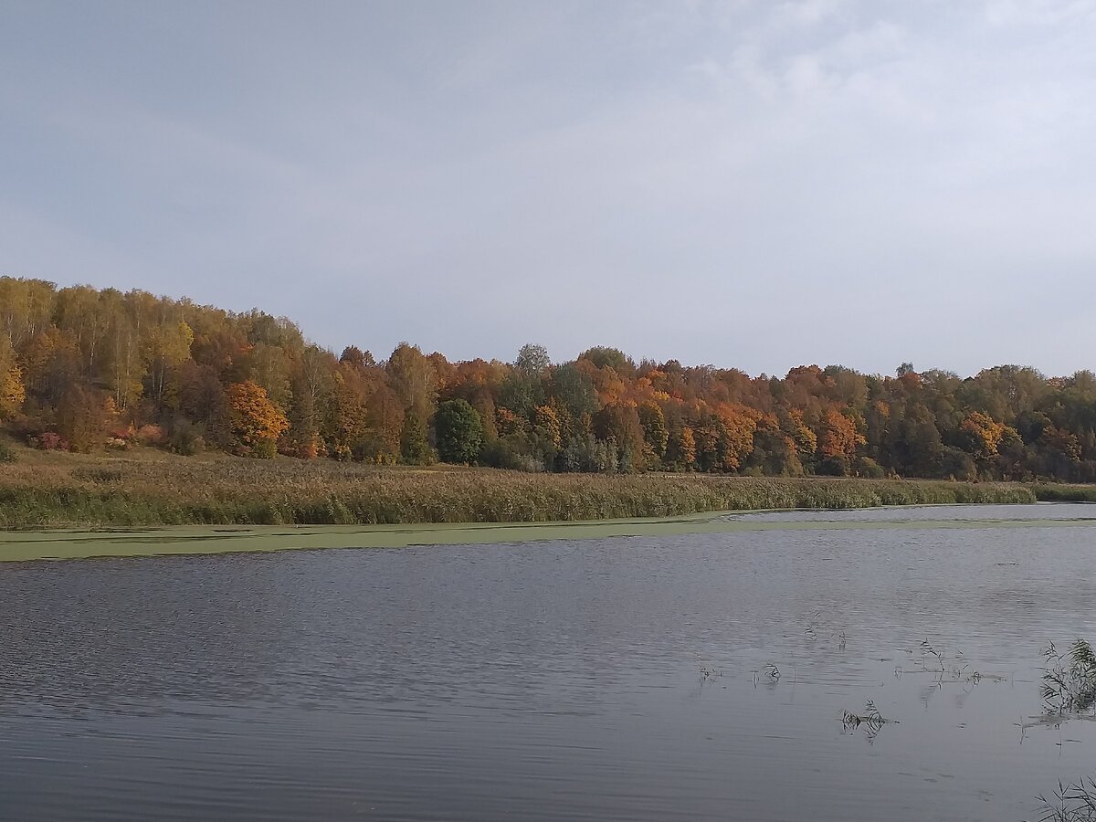 Вид на нашу речку и лес