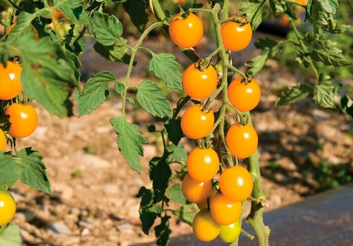 Томат черри Кира. Фото из Интернета.