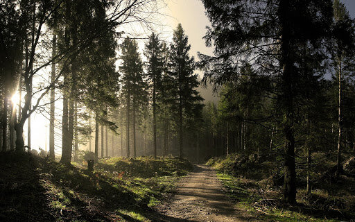 «Уедем, бросим край докучный и каменные города…», - призывал поэт-натуралист Николай Гумилёв. Действительно, жизнь на природе, вдали от цивилизации – удивительный и полезный опыт, и не зря в течение многих веков человека тянуло в долгие путешествия. Дикая природа учит нас полагаться только на свои силы, достигать гармонии с окружающим миром и преодолевать трудности. Но жизнь в экстремальных условиях требует специальных знаний. Какой костер горит дольше? Как не замерзнуть в палатке? Как достать воду в лесу? 