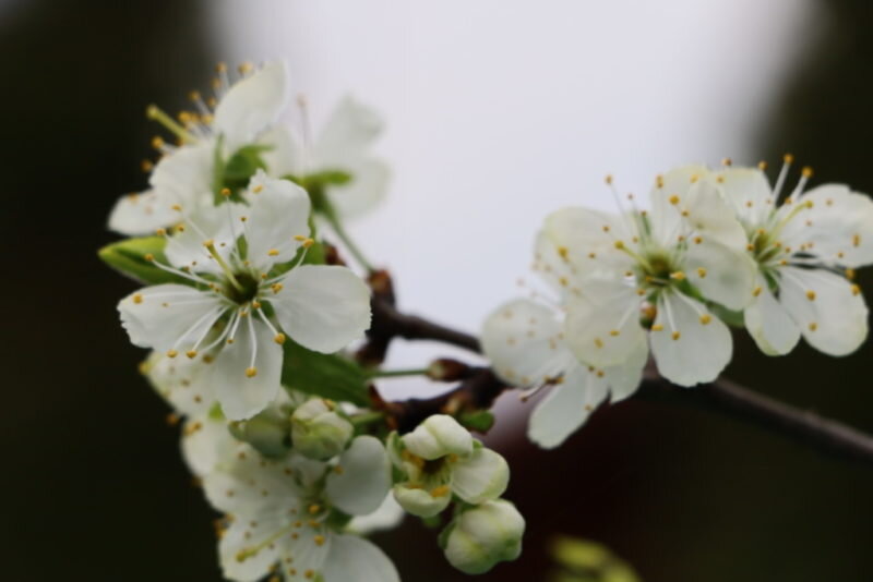 Вишня. Иллюстрация для статьи используется по стандартной лицензии ©dachnyedela.ru