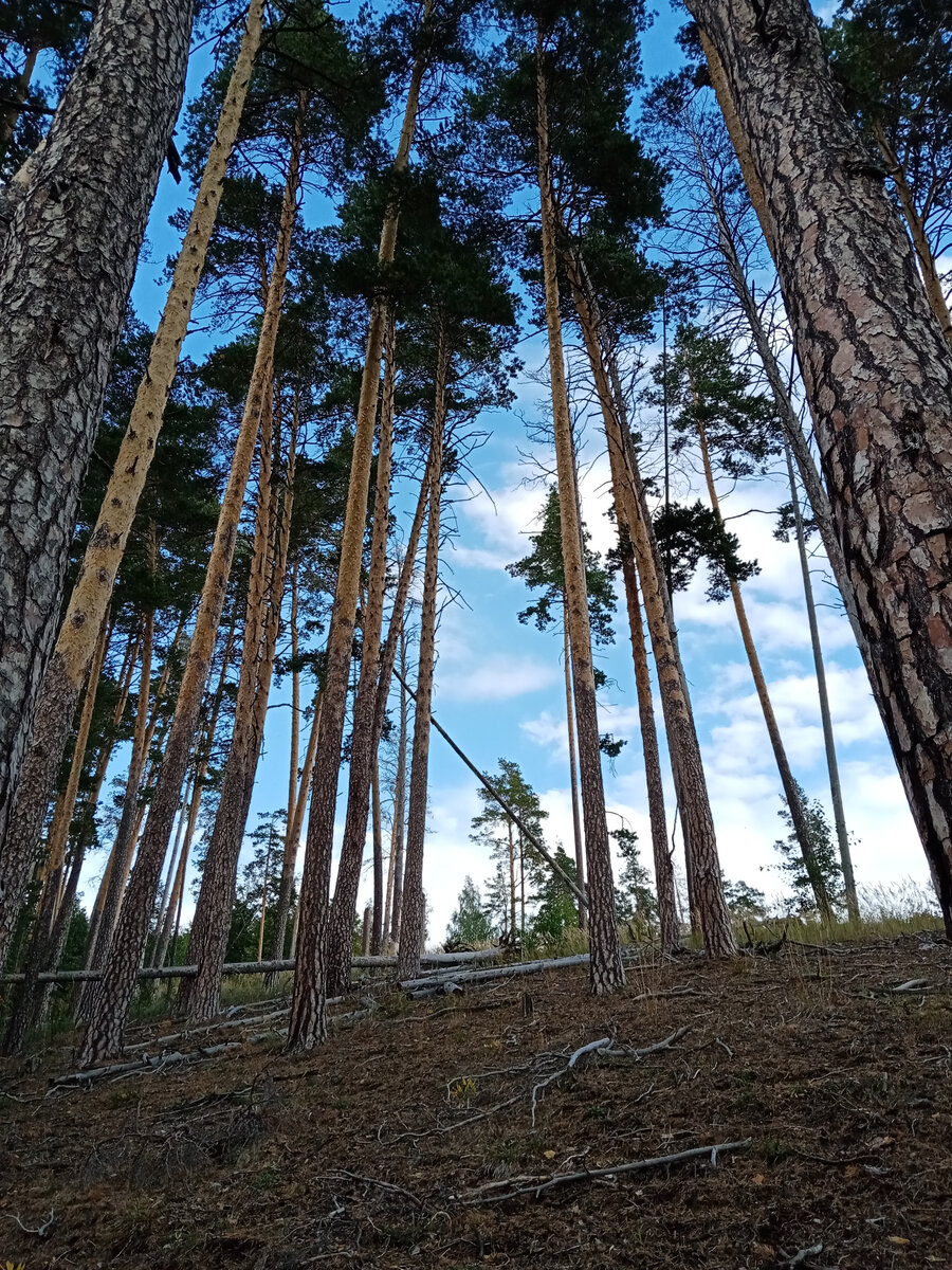 Находится Рачейский Бор