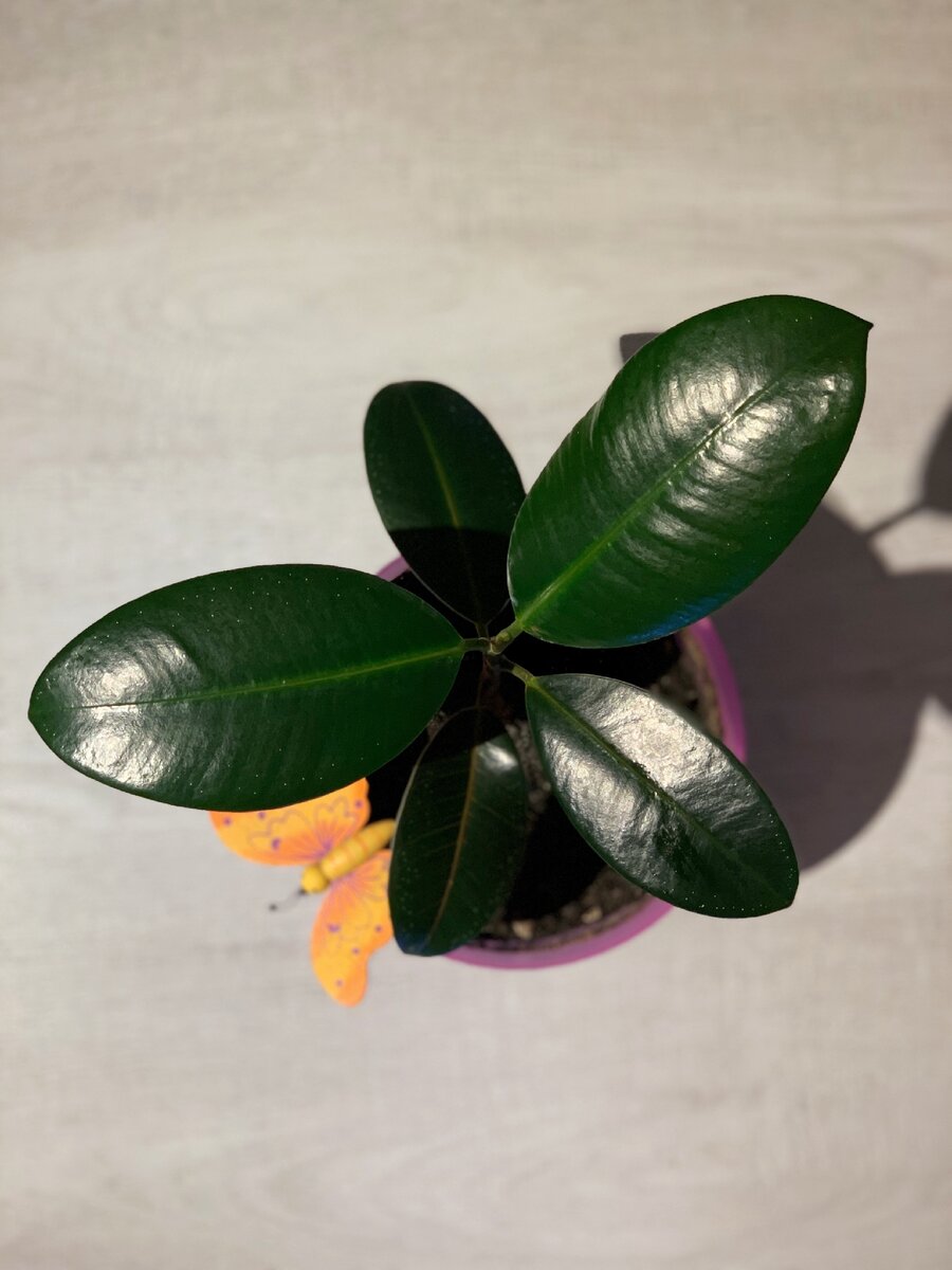 Мой ядовитый любимчик 