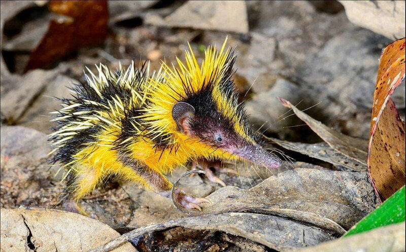Полосатый тенрек. Это животное смешанно с ежом выдры и землеройки. С колючками ярко-жёлтого цвета. Что бы защититься он поднимает свои колючки и выстреливает в врага.