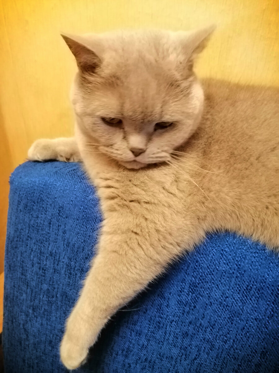 Мой состоявшийся кот. Ему уже 6 лет. 