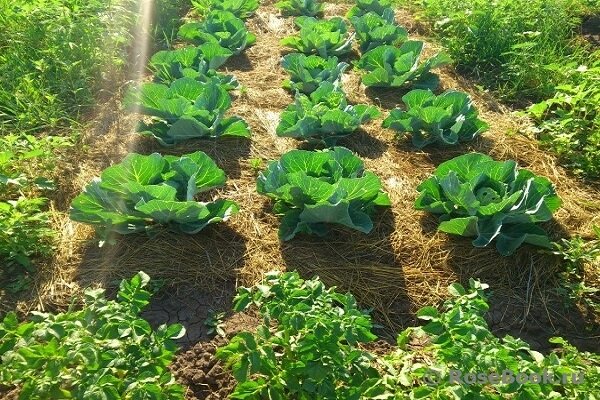На следующий год у вас будут прекрасные грядки под любую культуру. Ссылка на фото https://bitly.su/74y1.